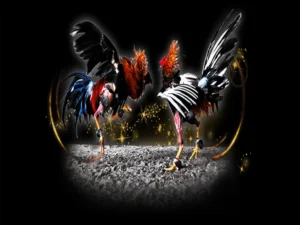 Hướng Dẫn Cách Chơi Đá Gà Sabong Tại Mu88 Từ Chuyên Gia