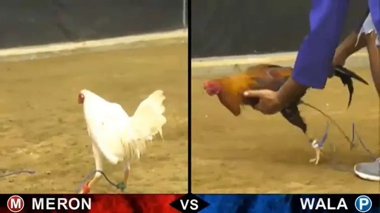 Hướng Dẫn Cách Chơi Đá Gà Sabong Tại Mu88 Từ Chuyên Gia 2 Hướng Dẫn Cách Chơi Đá Gà Sabong Tại Mu88 Từ Chuyên Gia